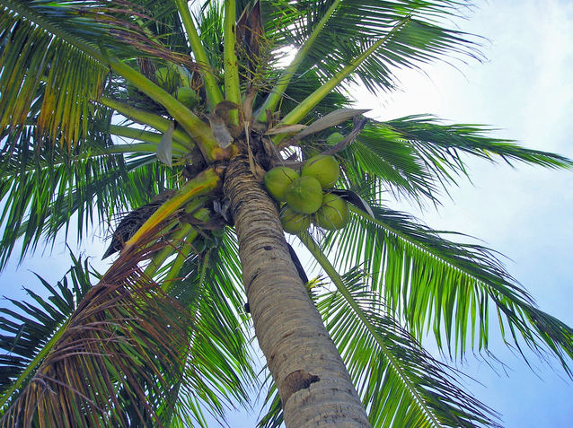 palma s kokosovými ořechy