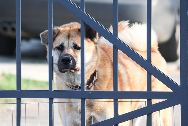 Akita inu potřebuje dost pohybu. 