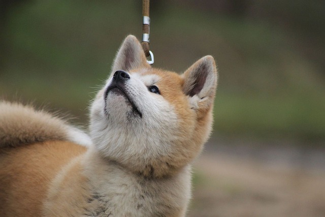 Akita inu je proaktivní majitele. 